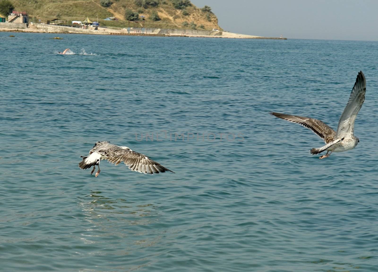 Birds fly with sea and sky at background