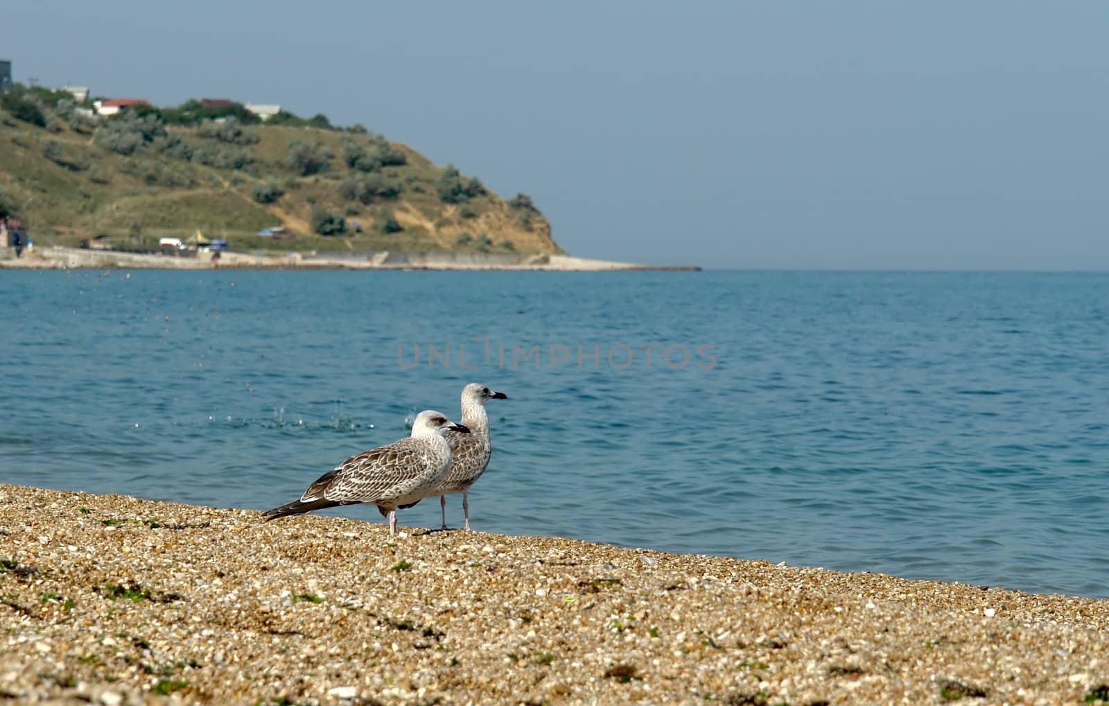 Two birds go for a walk on the morning beach