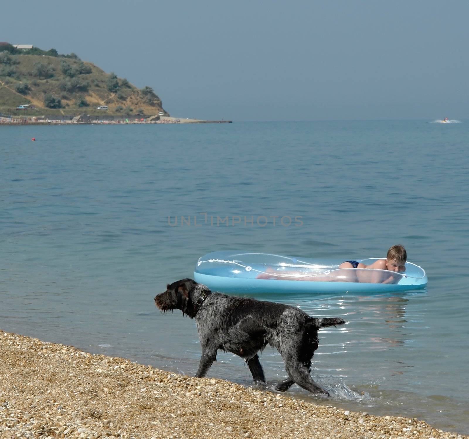 Black dog runs on the beach. Boy will swim on the inflatable boat.