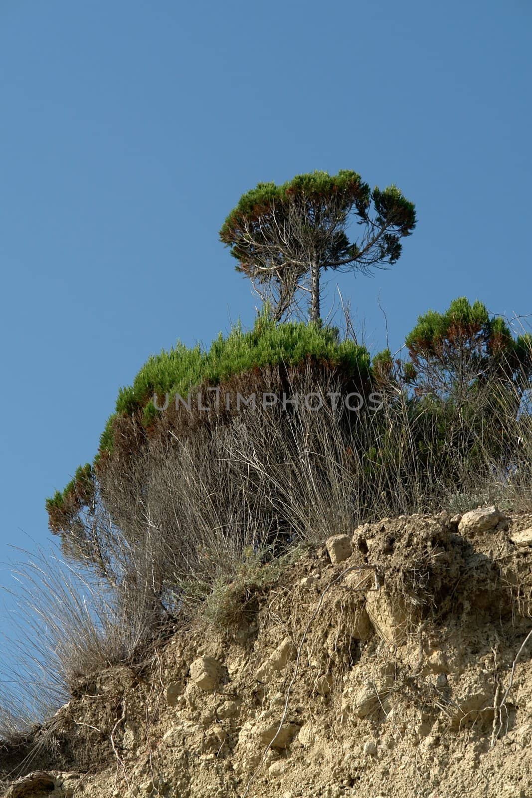 Tree at the mountain peak with blue sky at background