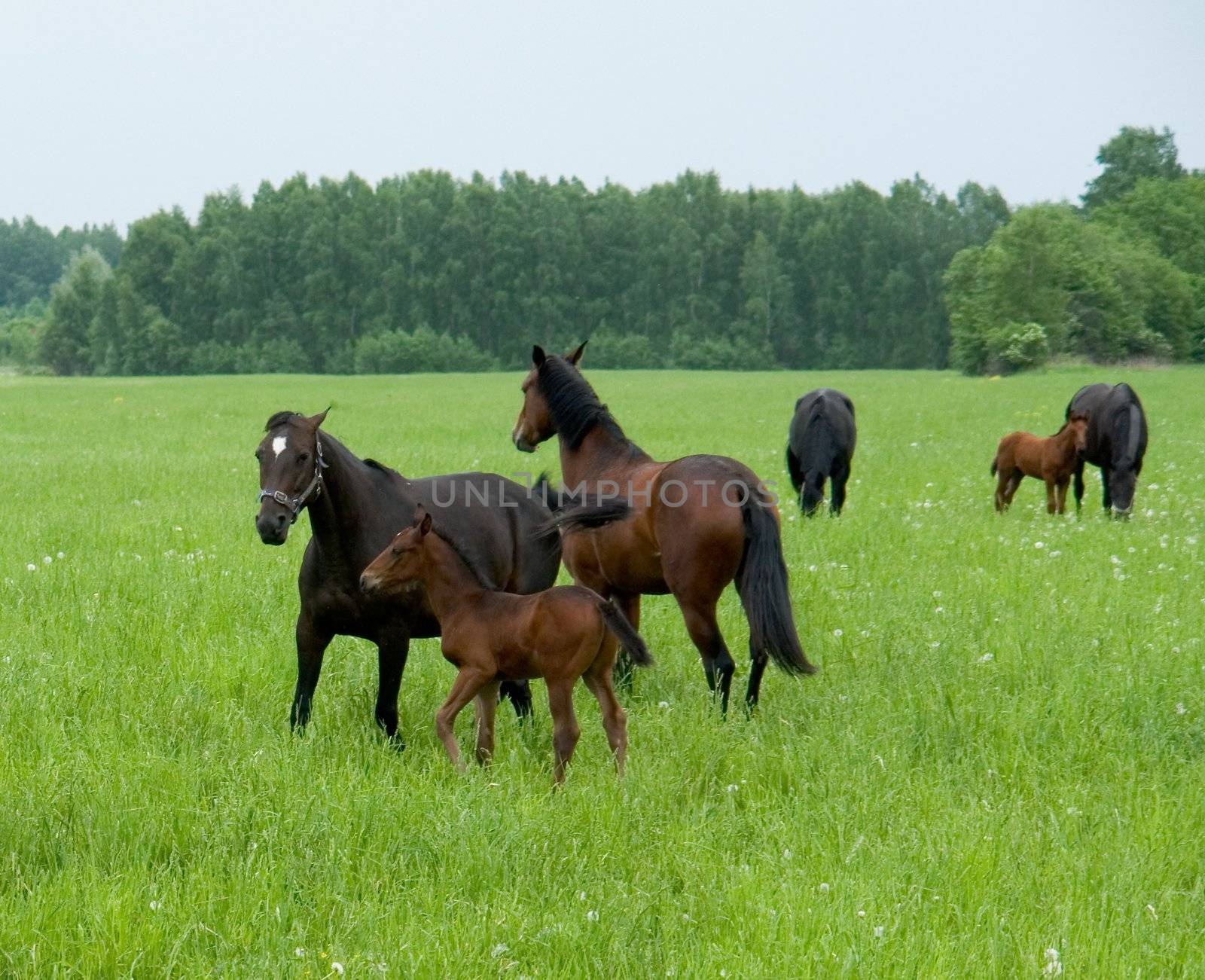 Bay mare and foal grazing in a bright green pasture