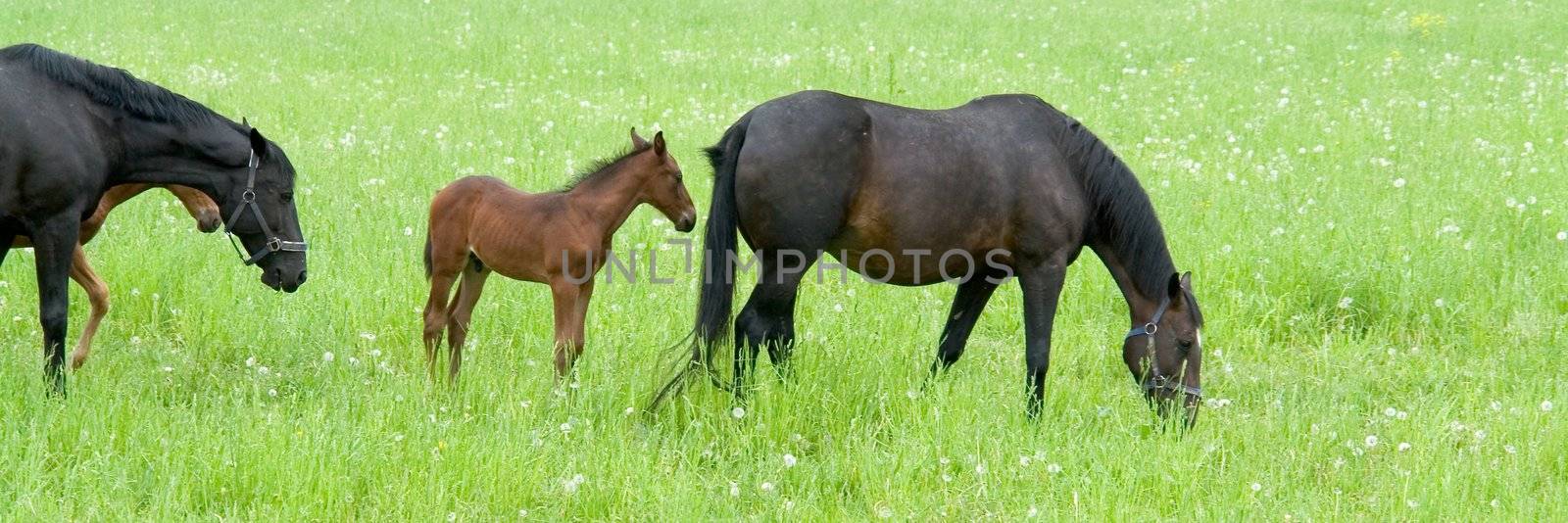 Bay mare and foal by stepanov