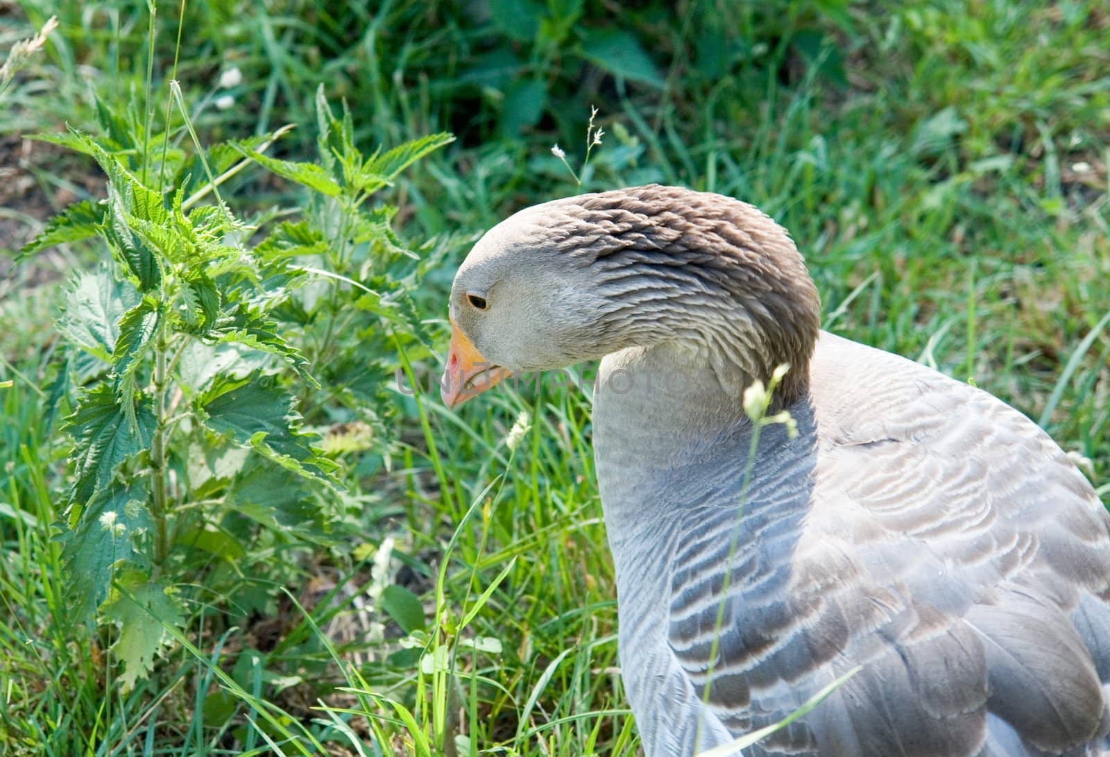 Fatty goose with green grass at background