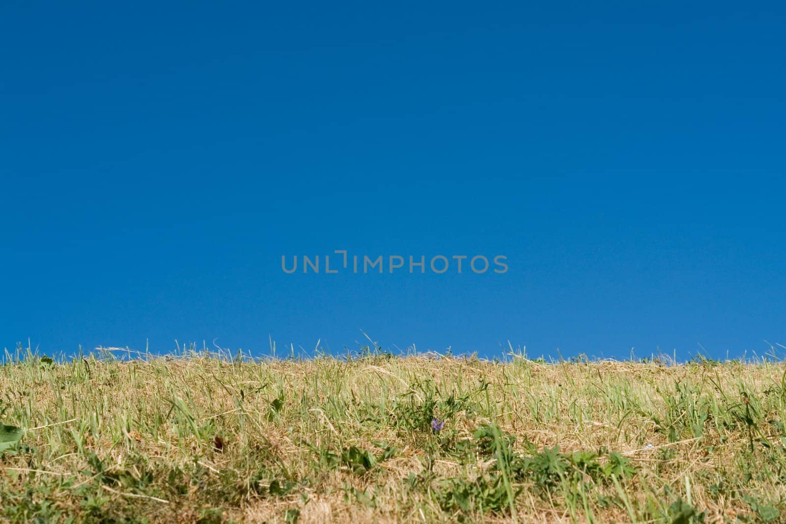 Background. Blue sky. Green grass. Summer.