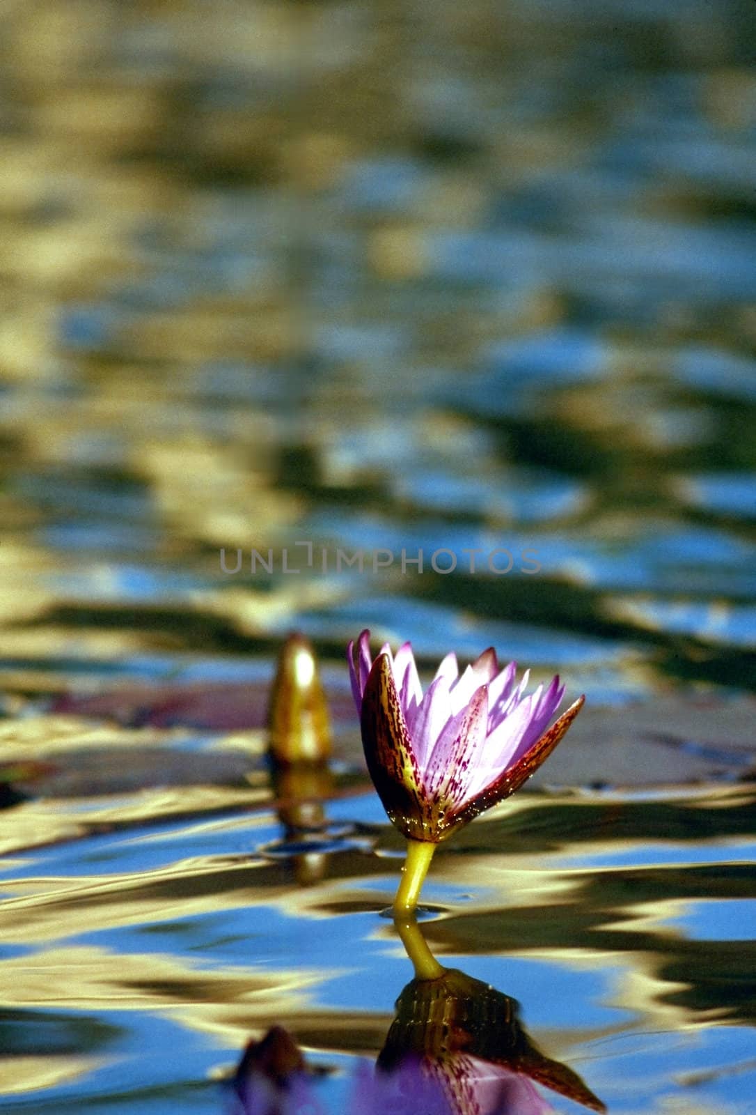 Blooming Water Lily in pond