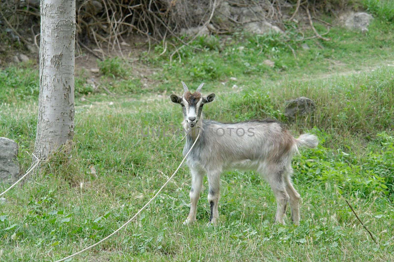 Small gray goat on the leash looks into the objective