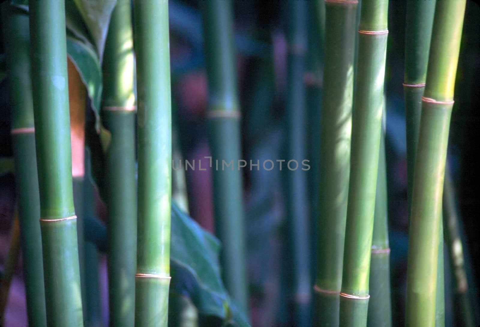 Close up of a bamboo trees
