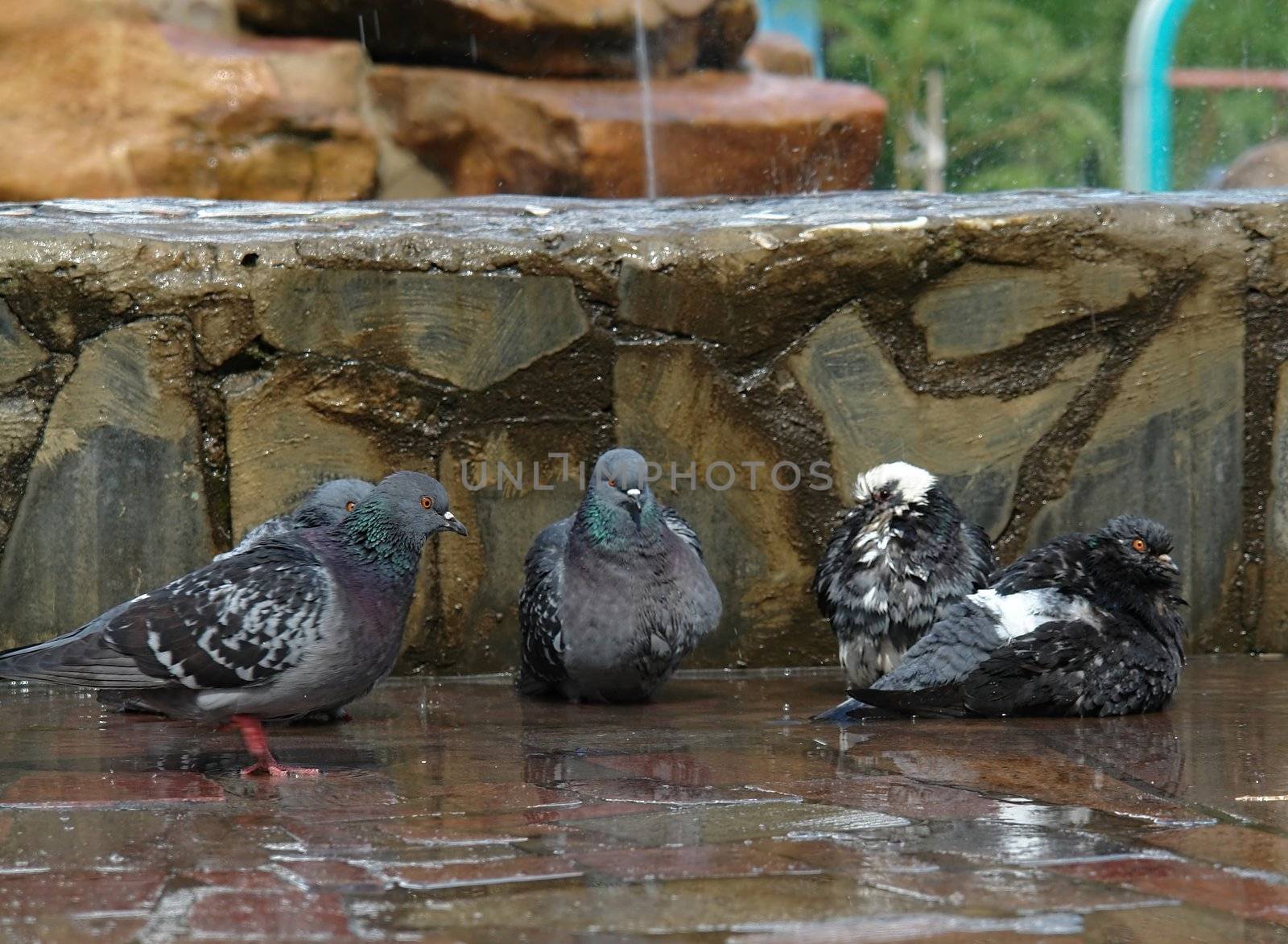 pigeon lap in the fountain of the urban park