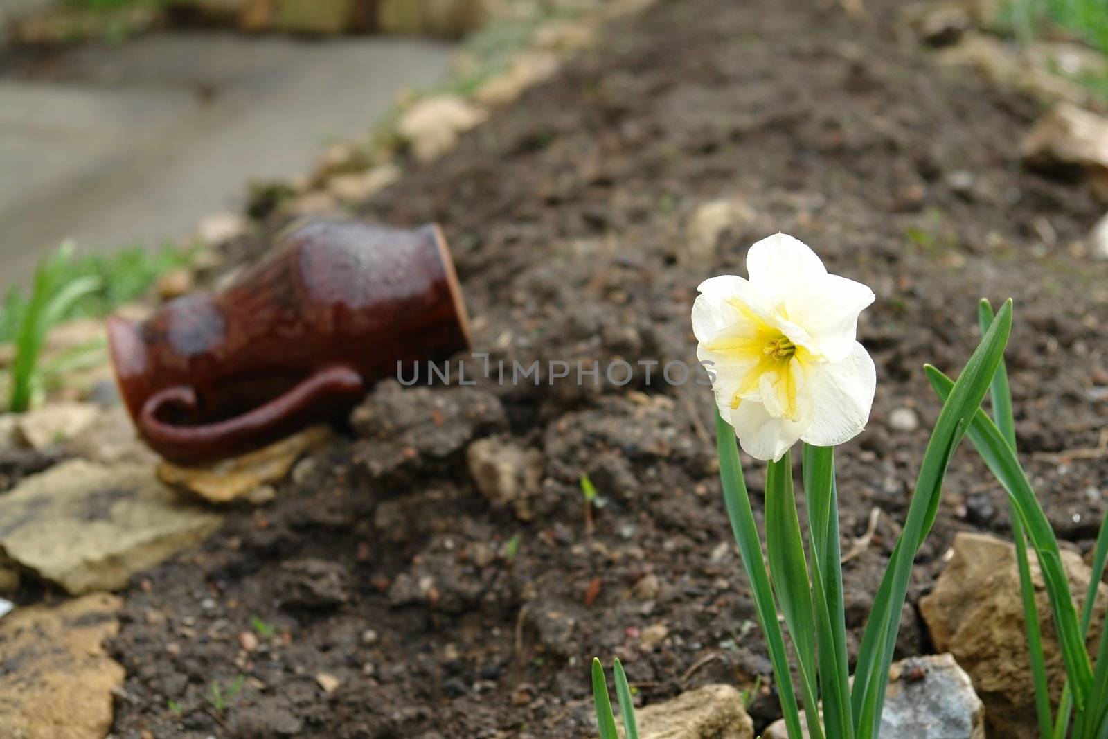 Small white flower with a forgotten jug at background