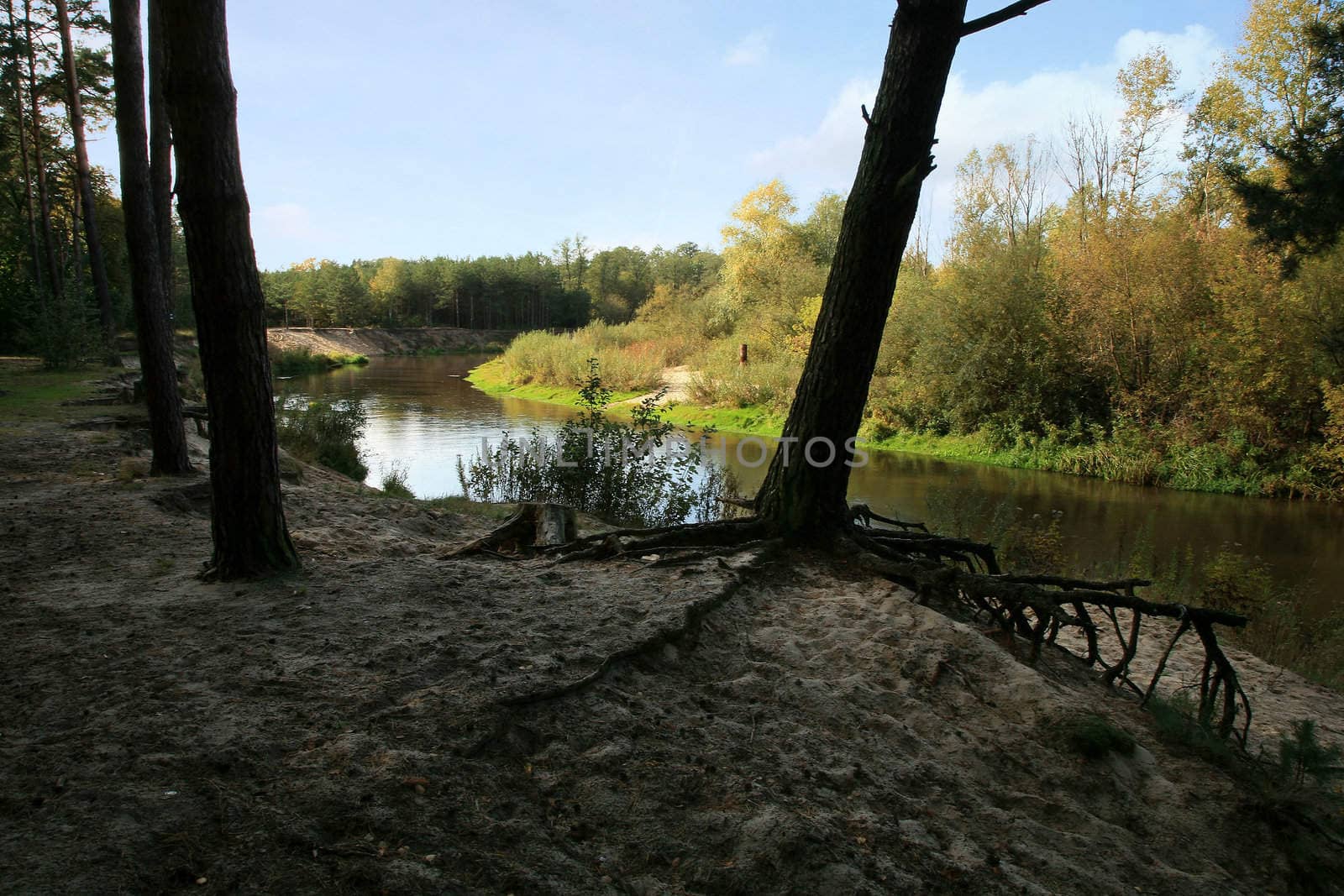River in forest and strange  root  of tree – Polish landscape