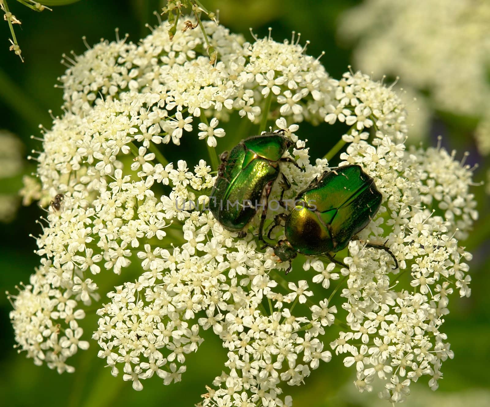 Two green beetles on the white flower