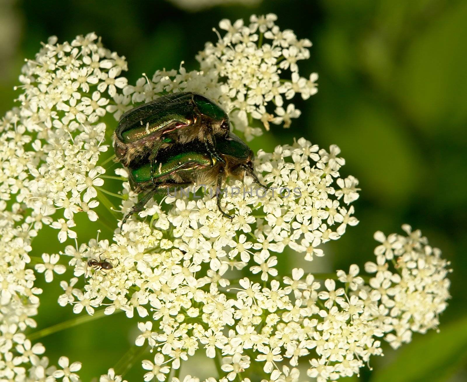 Two green beetles on the white flower