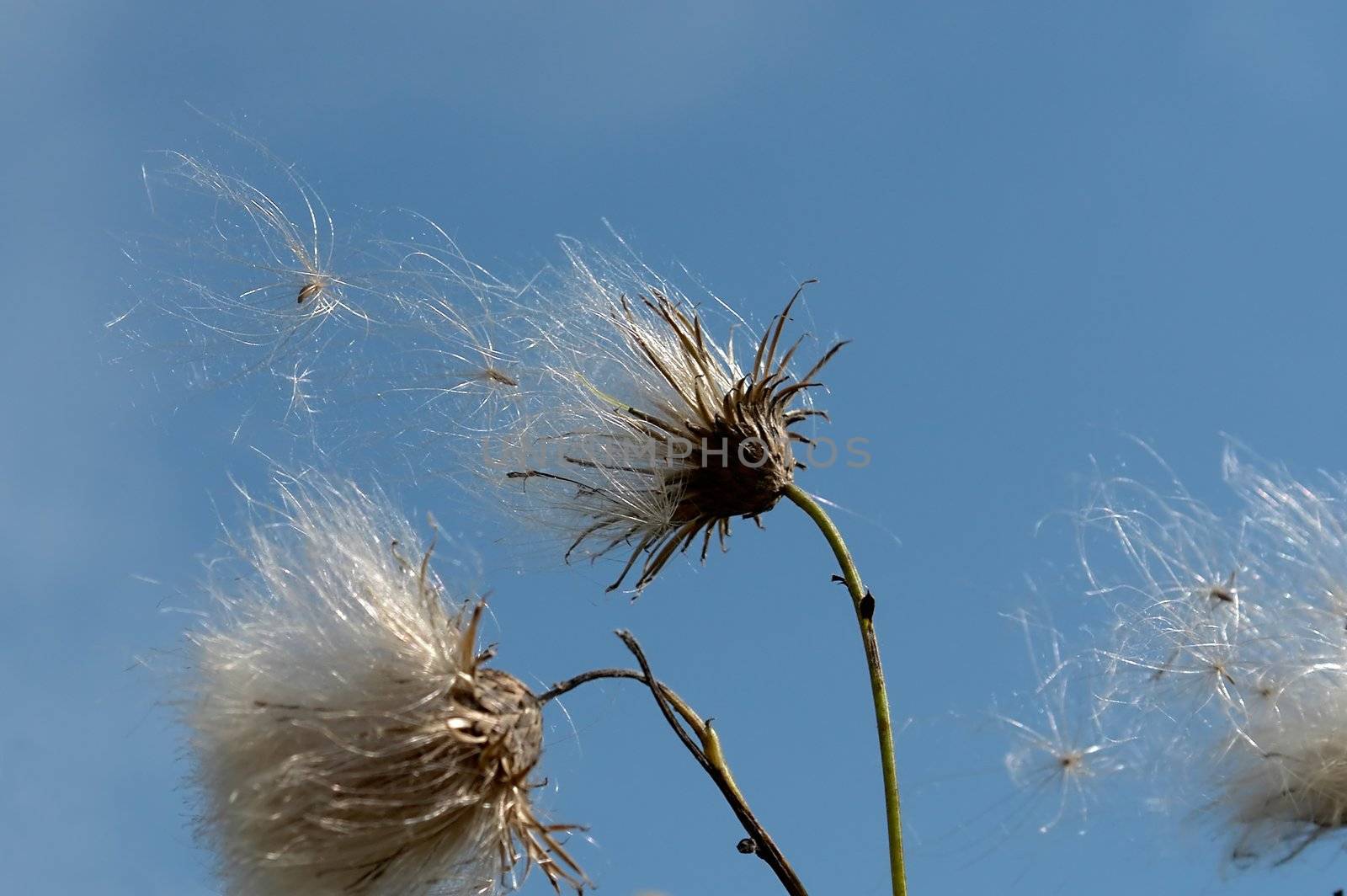 Blown. A dandelion with sky at background