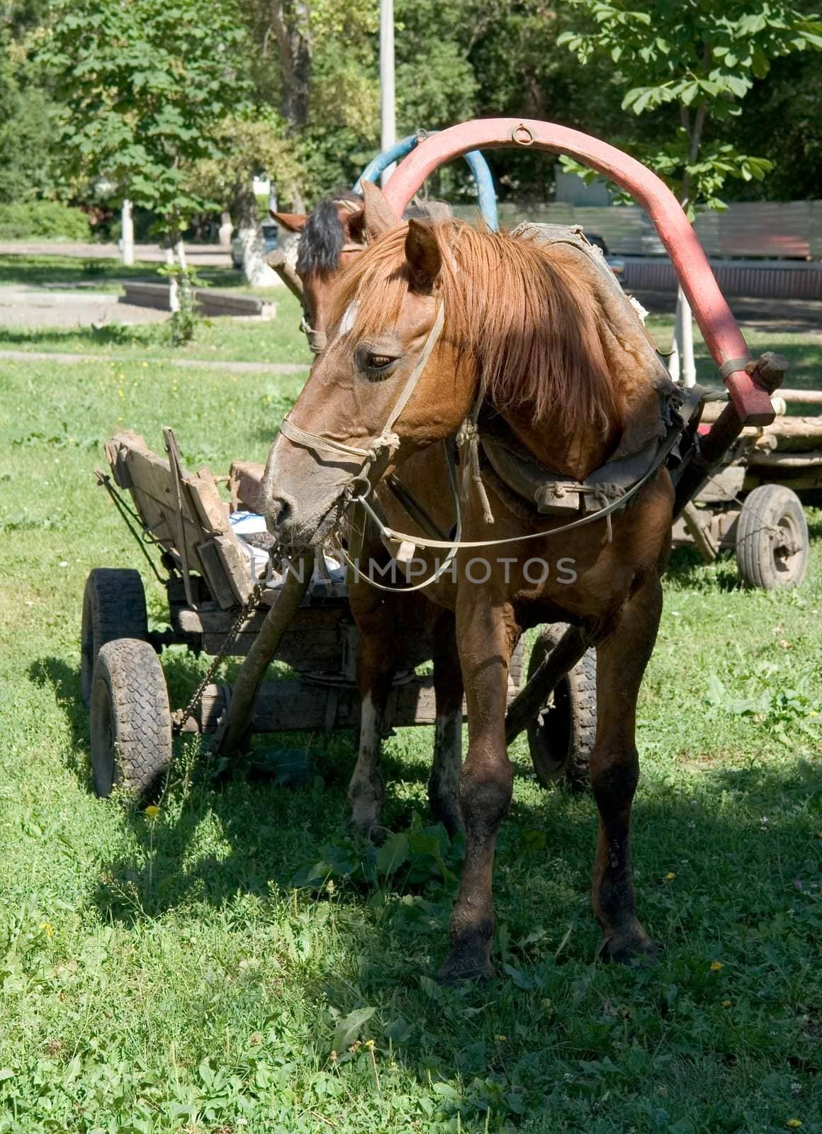 brown horse with green grass at background