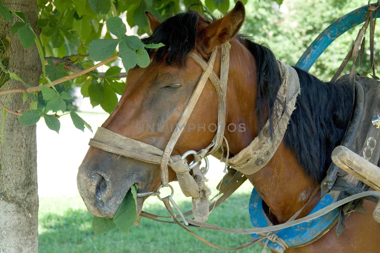 brown horse with green grass at background

