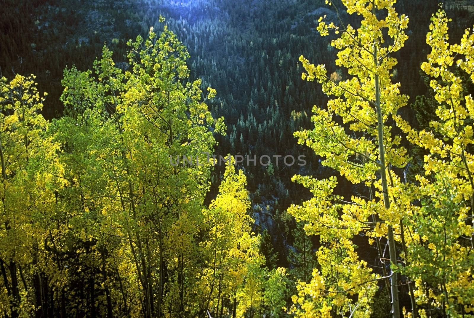 Autumn in Colorado