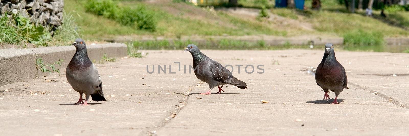 three pigeons are missed on the pavement