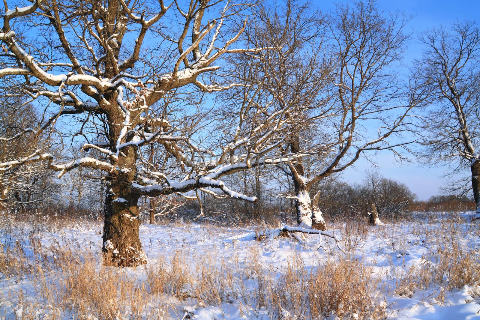 big oak in snow amongst wood