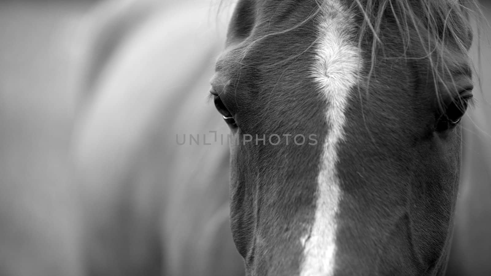 Black and white horse, close up photograph