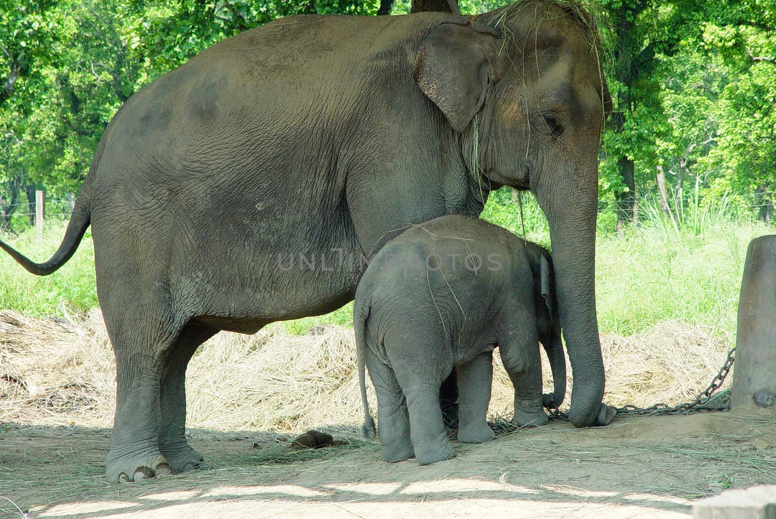Mother and baby elephant in the Chitwan National Park, Nepal
