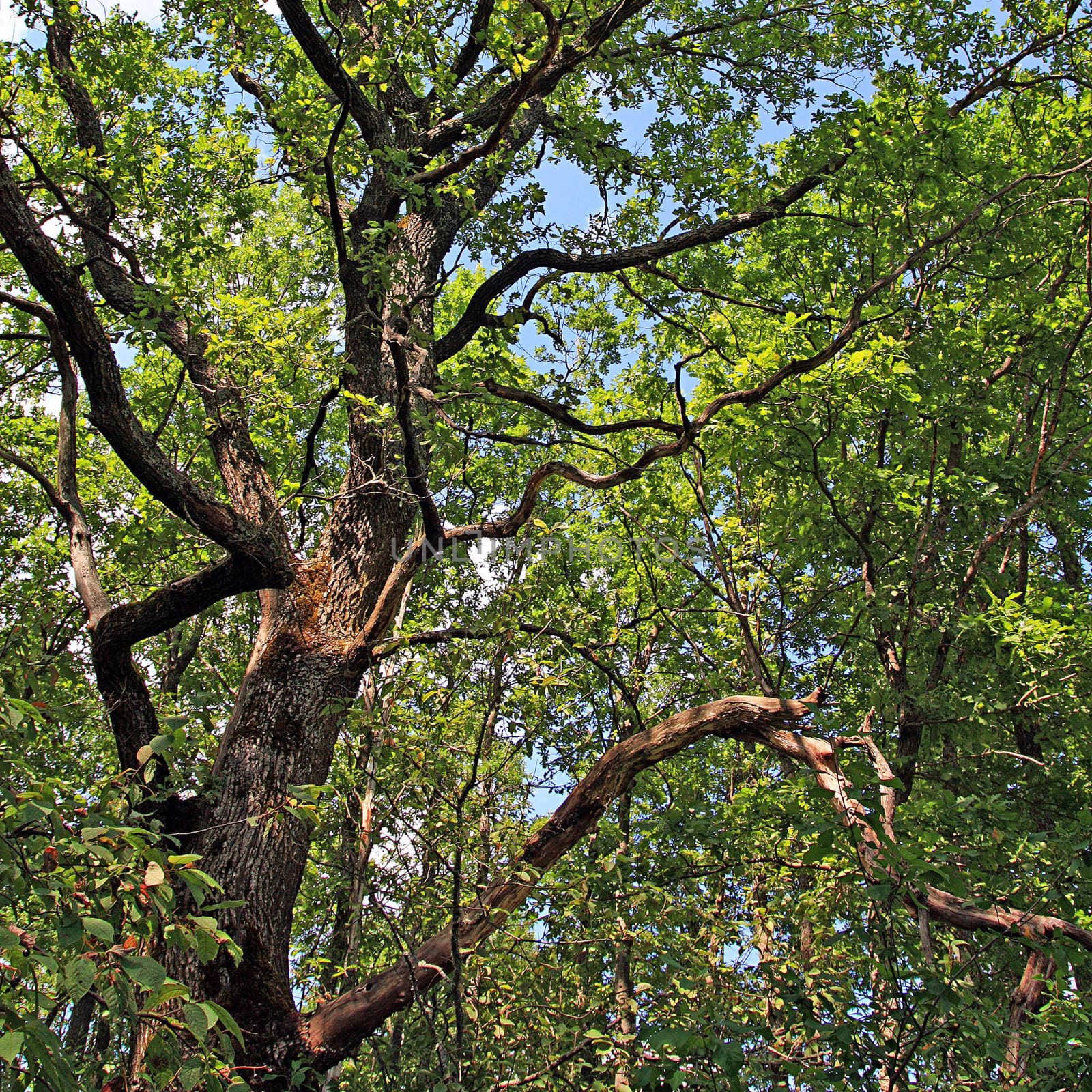 big oak in summer wood by basel101658