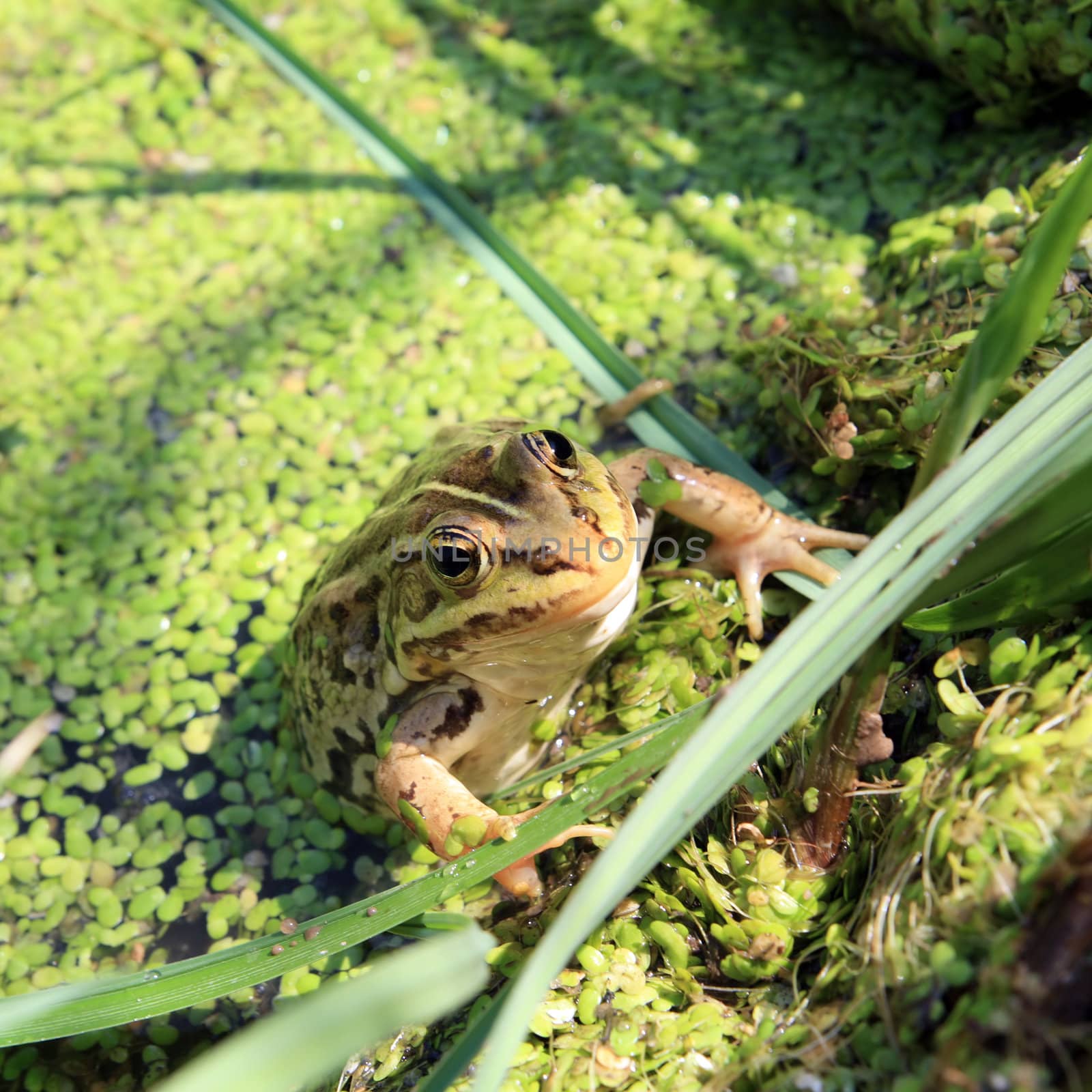 frog in marsh by basel101658