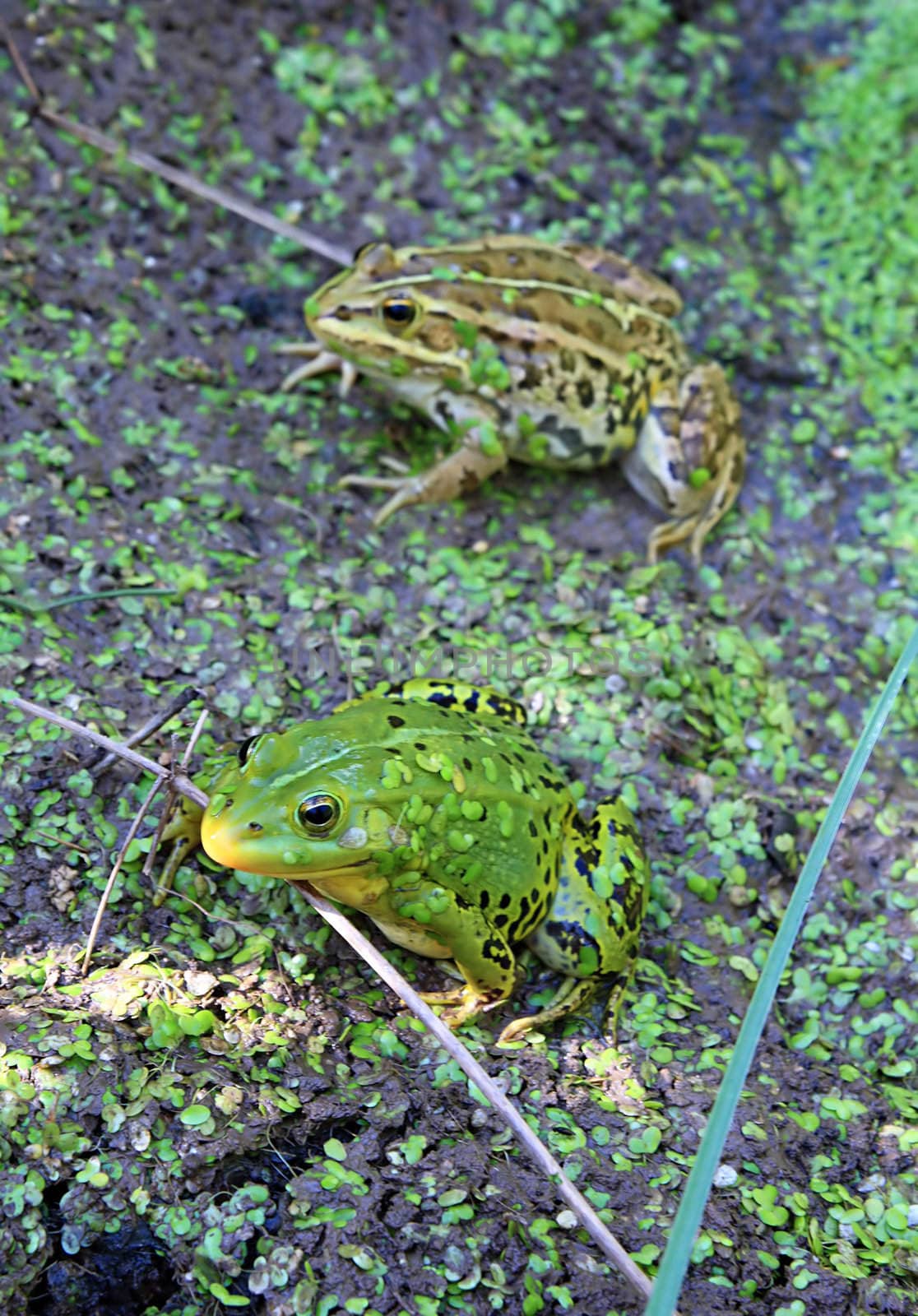 frog in marsh