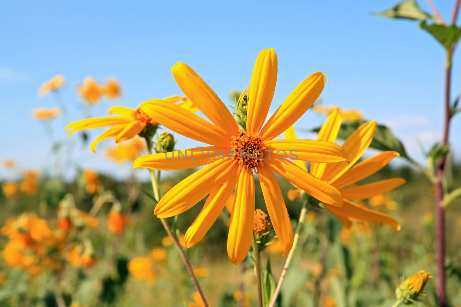 yellow field flower by basel101658