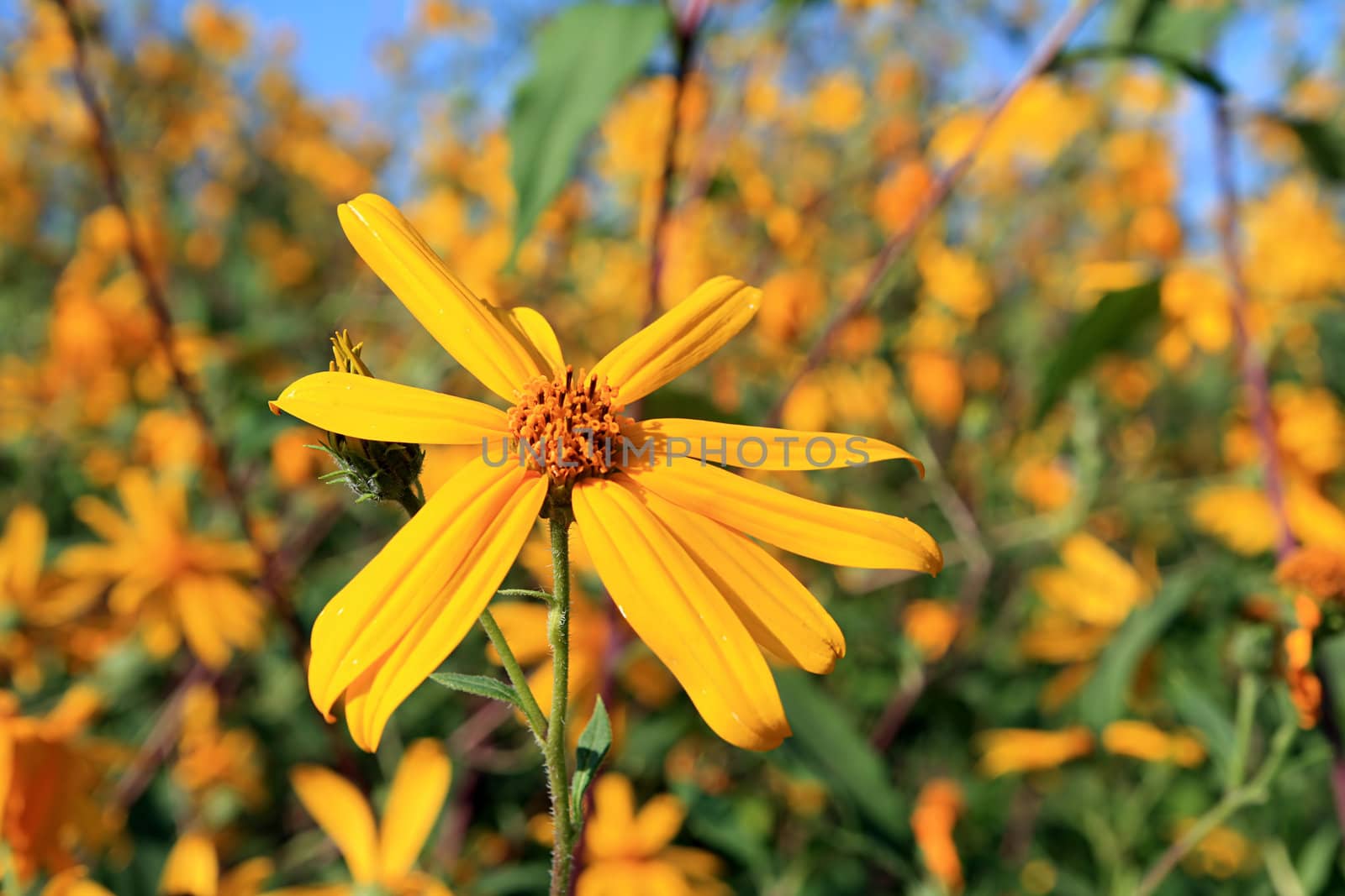 yellow field flower by basel101658
