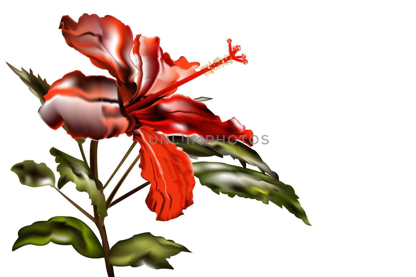 Bright red bud of the Chinese rose-gibiskus on a white background in free space for your text