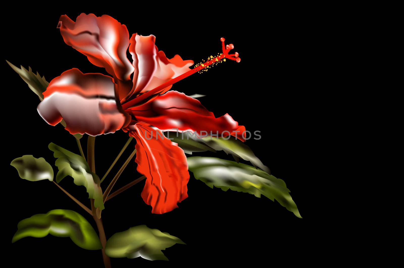 Chinese rose-gibiskus by sergey150770SV