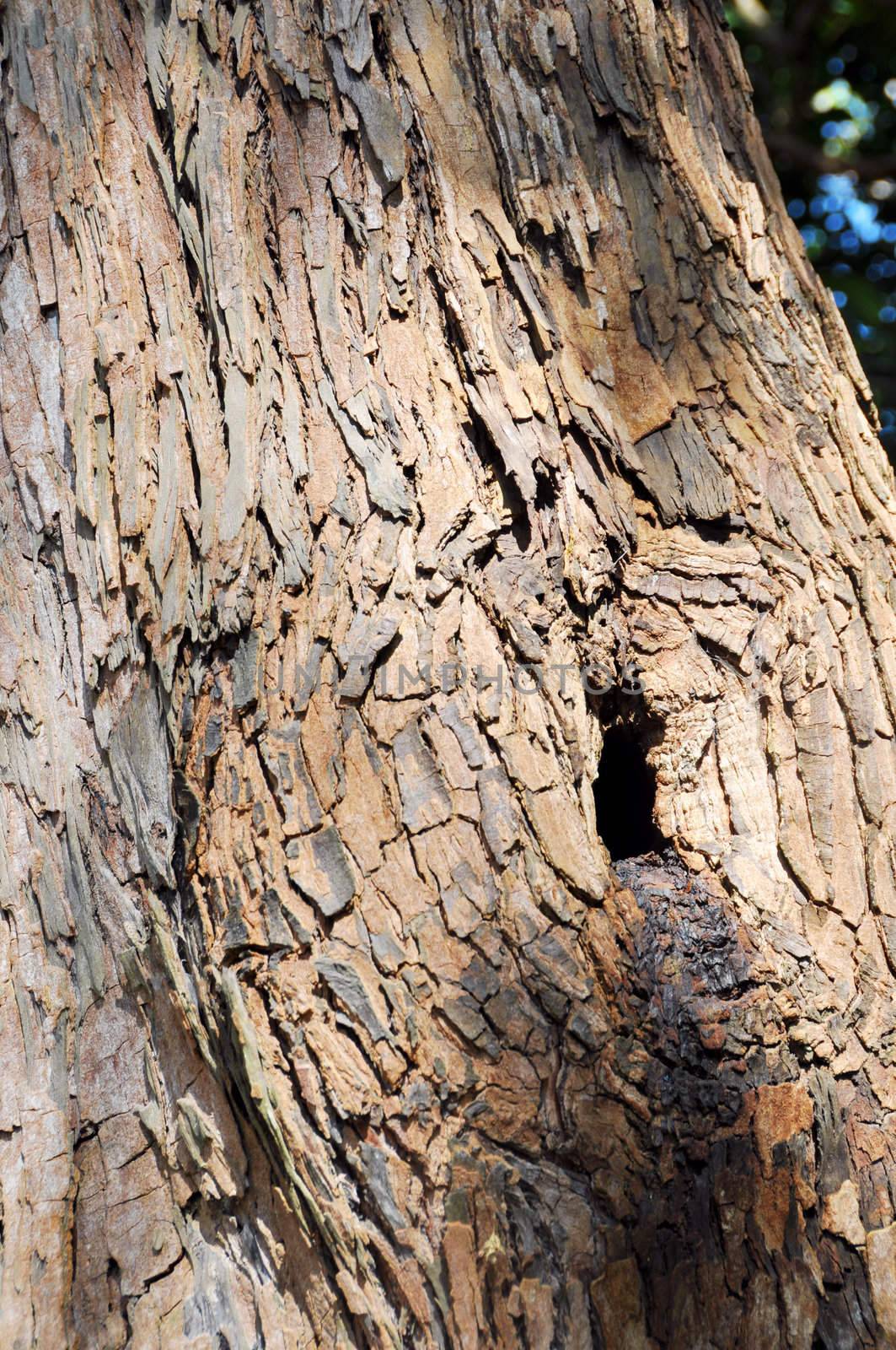 Wood in Hole