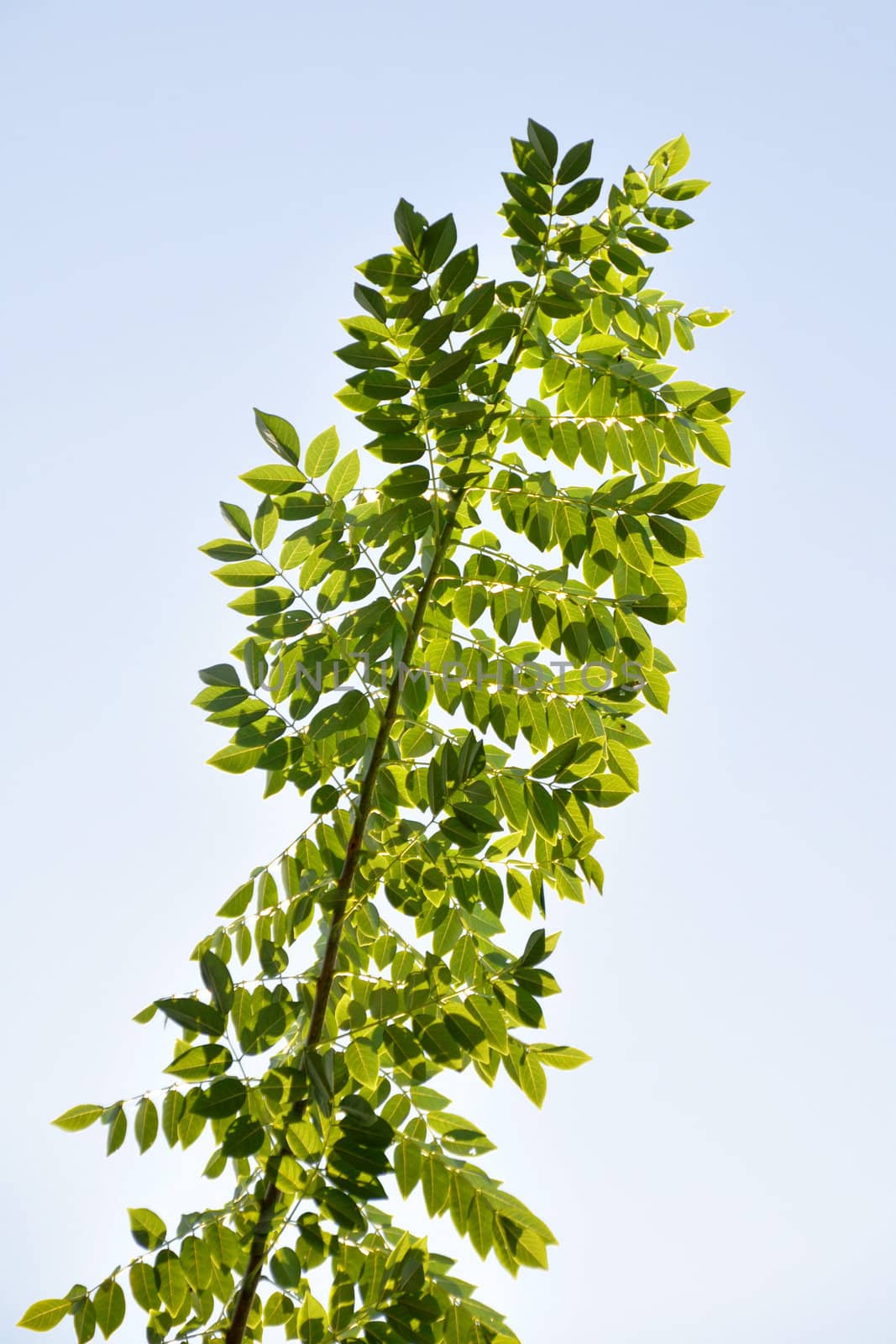 Green leaf set against a beautiful blue sky.