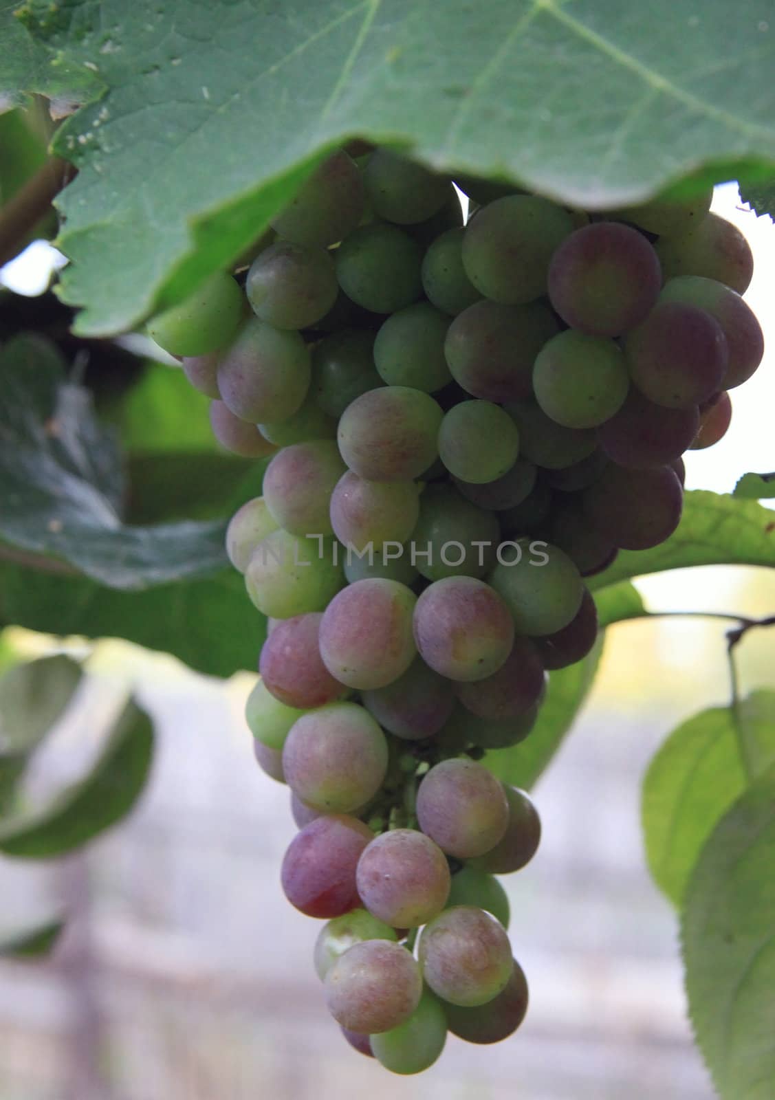 Ripe grapes on the vine in the garden, filmed in September 2011.