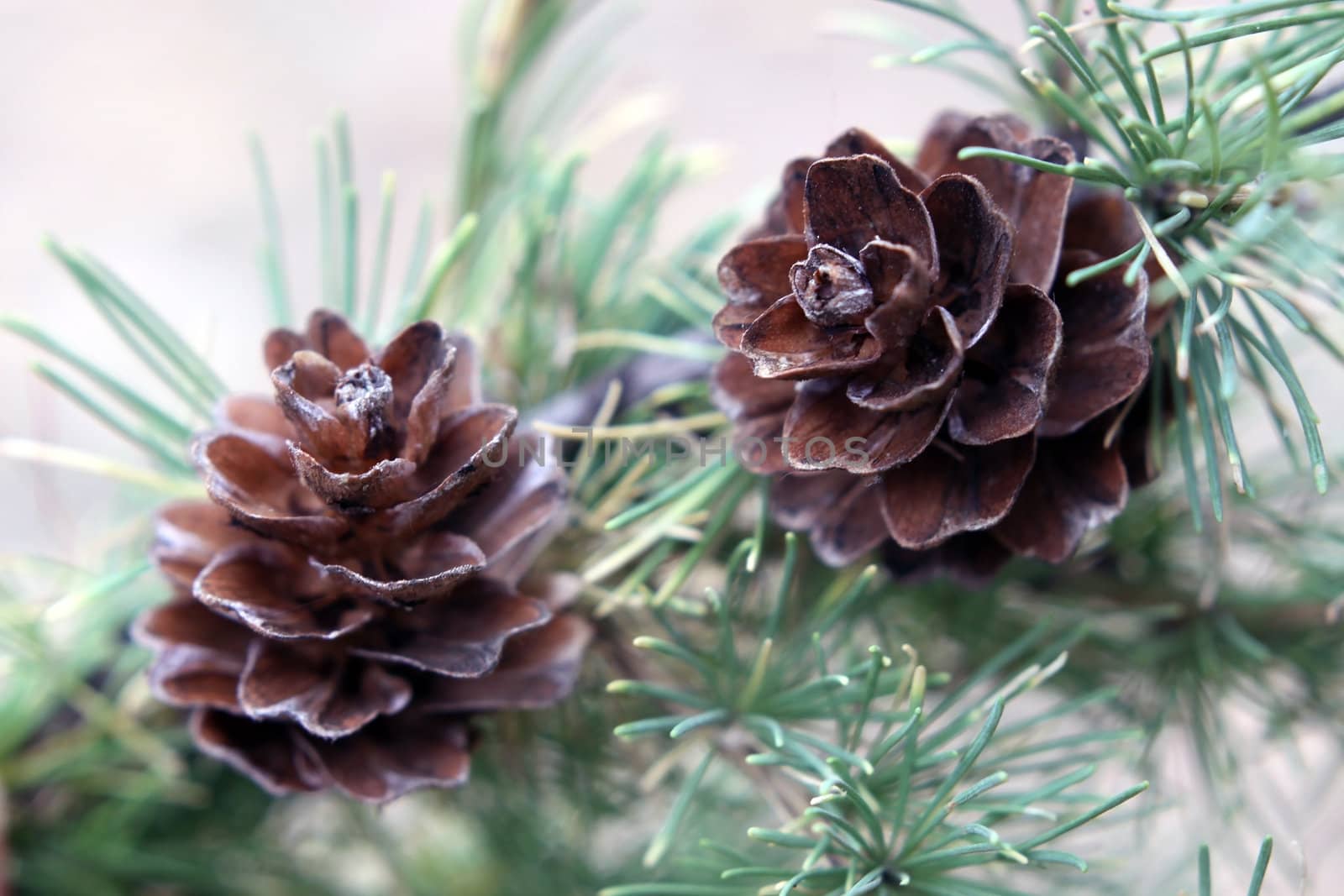 Bumps on the branch of a larch, shot in the autumn of 2011