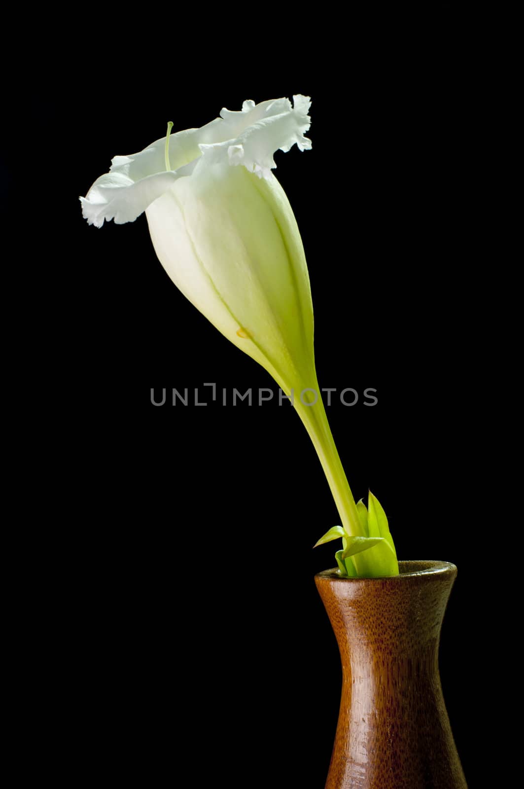 Flowers in a vase on a black background