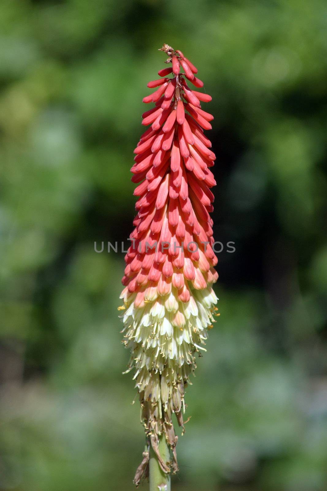 Aloe vera flower blooming