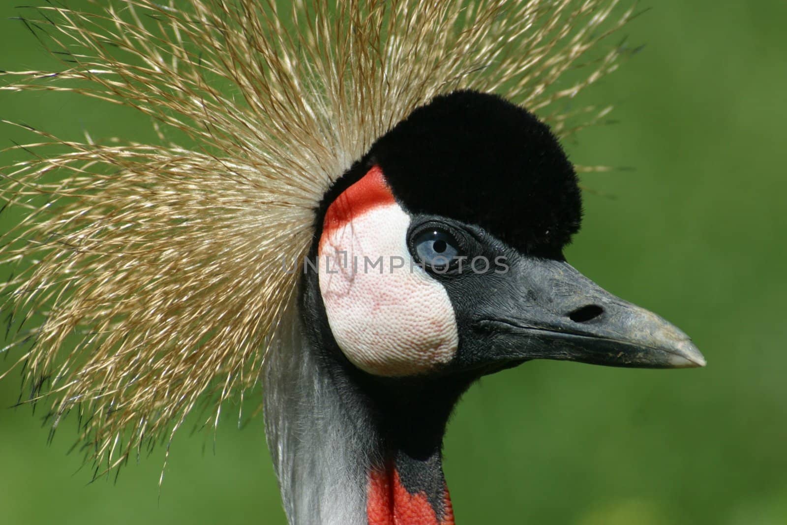 A portrait of an african crown bird.