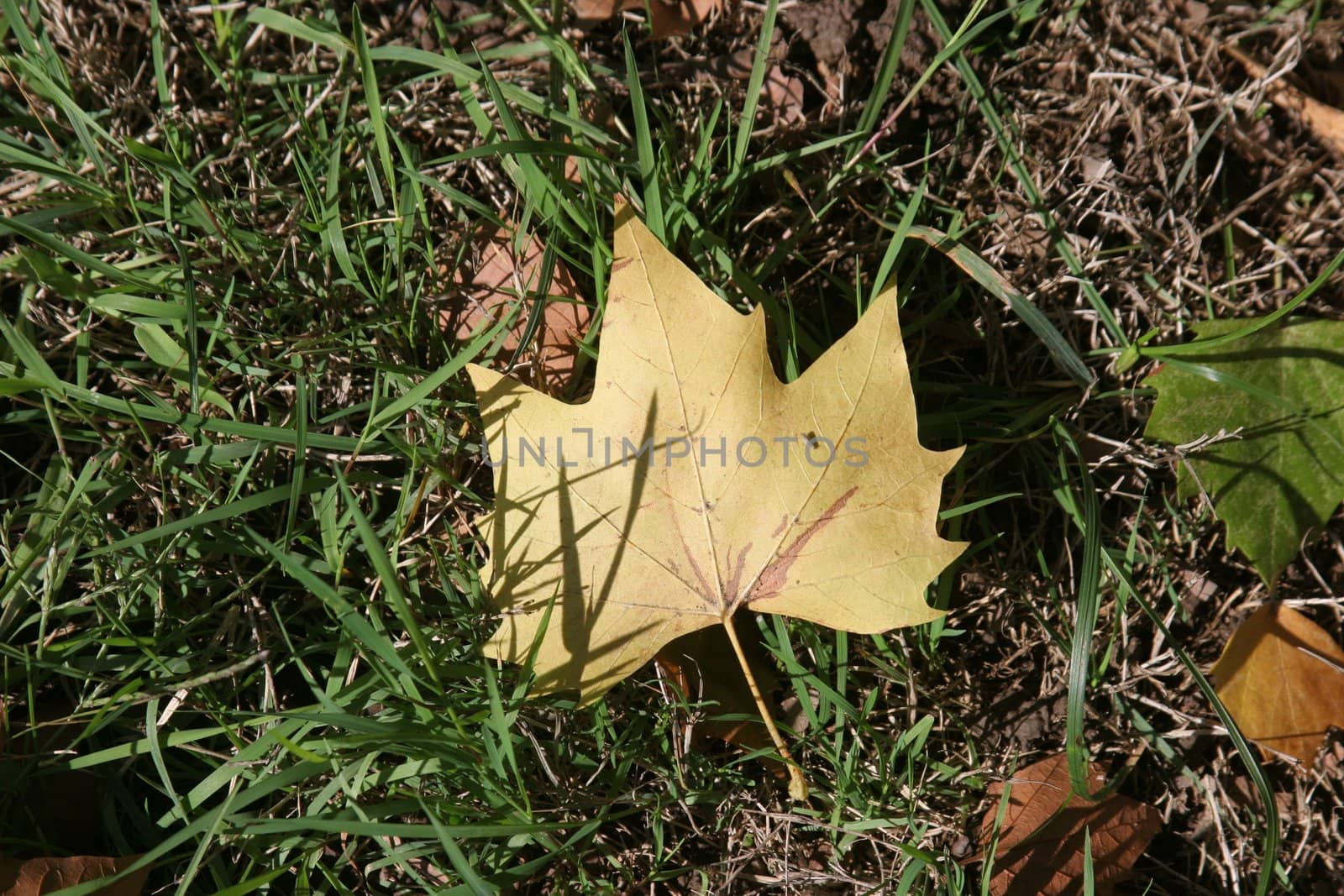 Autumn leaf