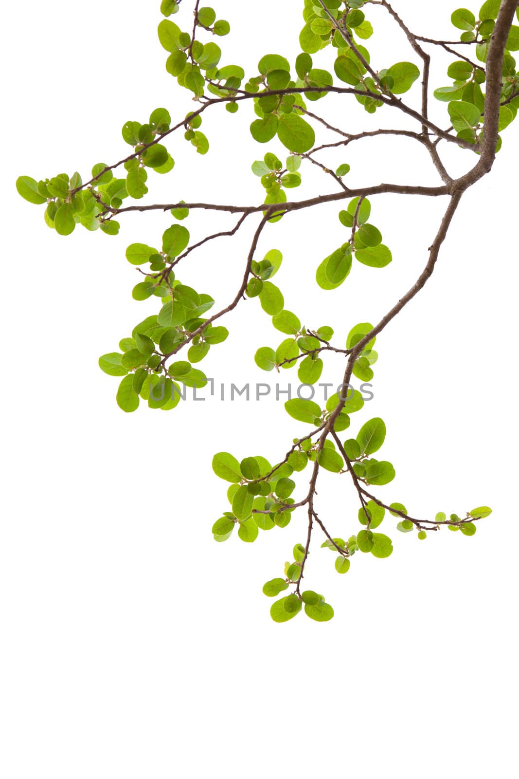 isolated : Green leave on white background