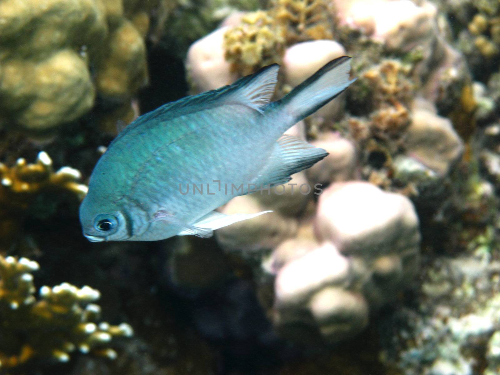 Damselfish and coral reef in Red sea