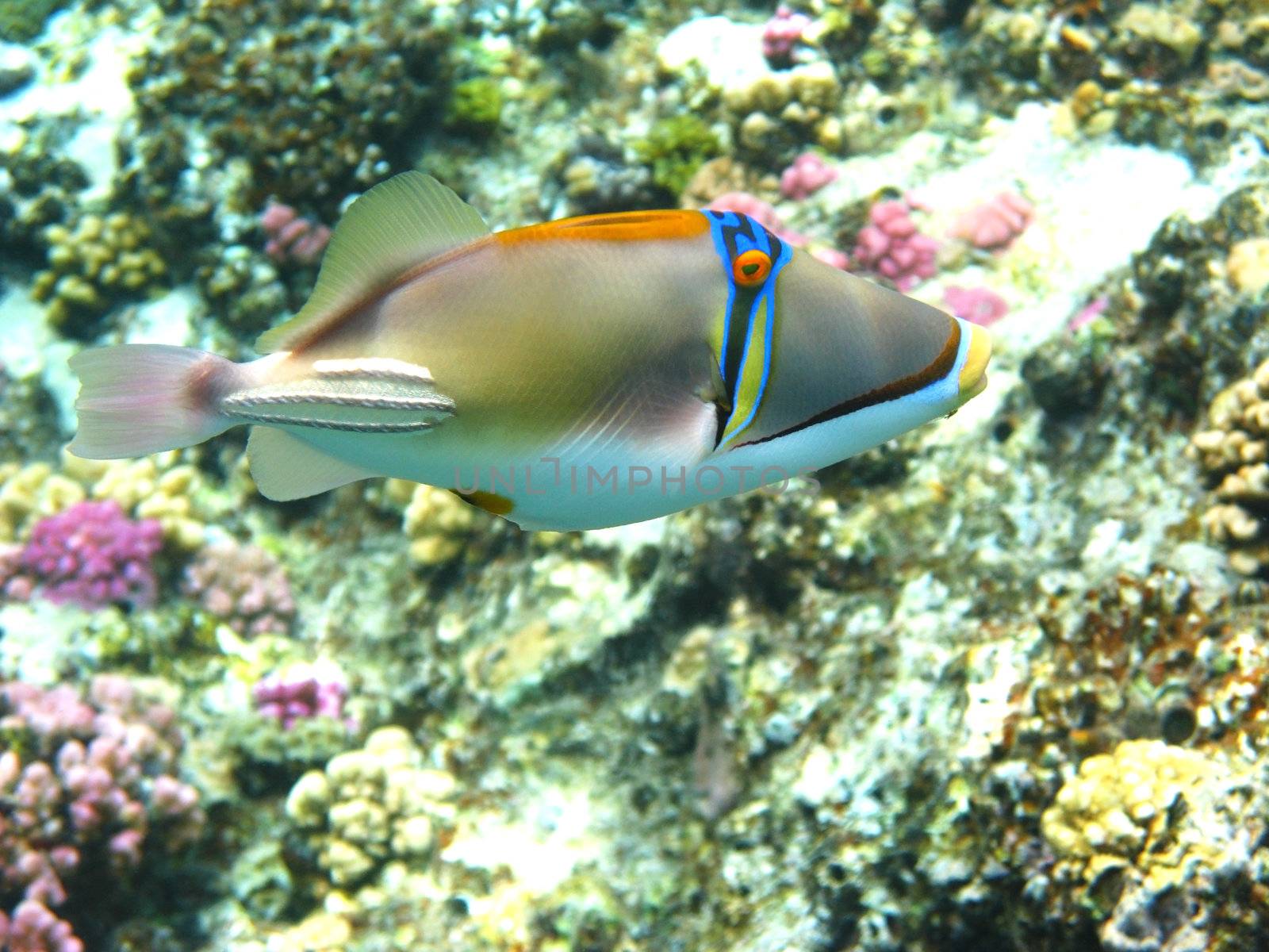 Picasso trigger fish by vintrom