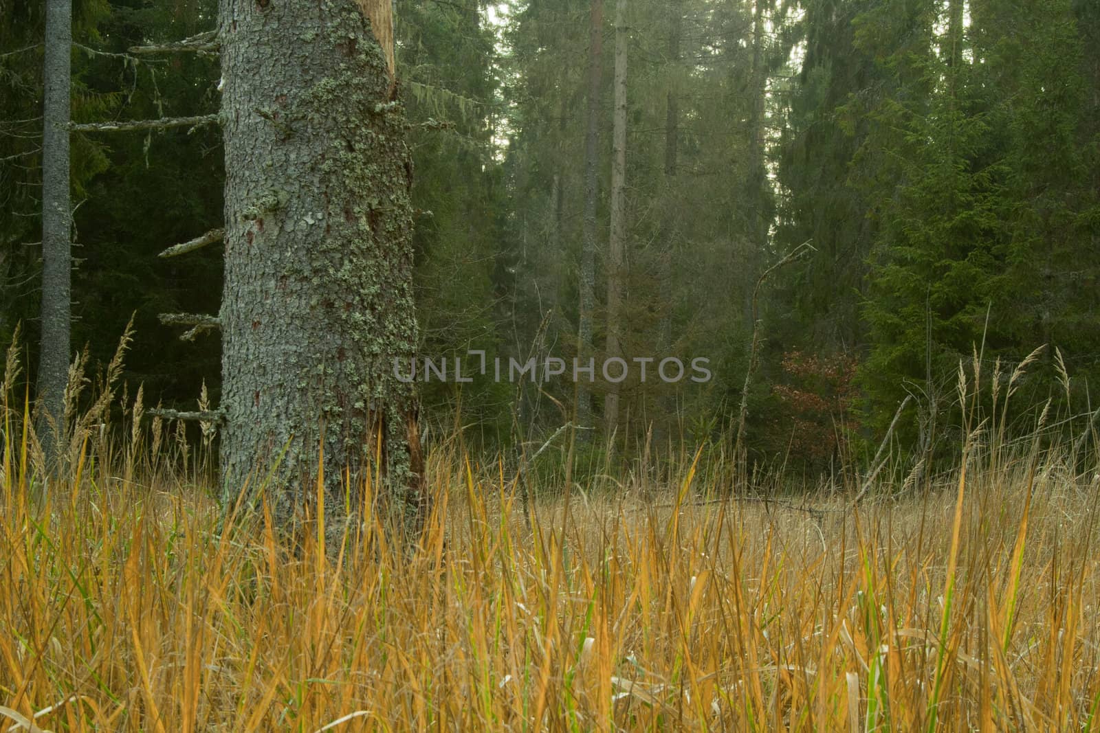 Look at autumn forest tree strain at day