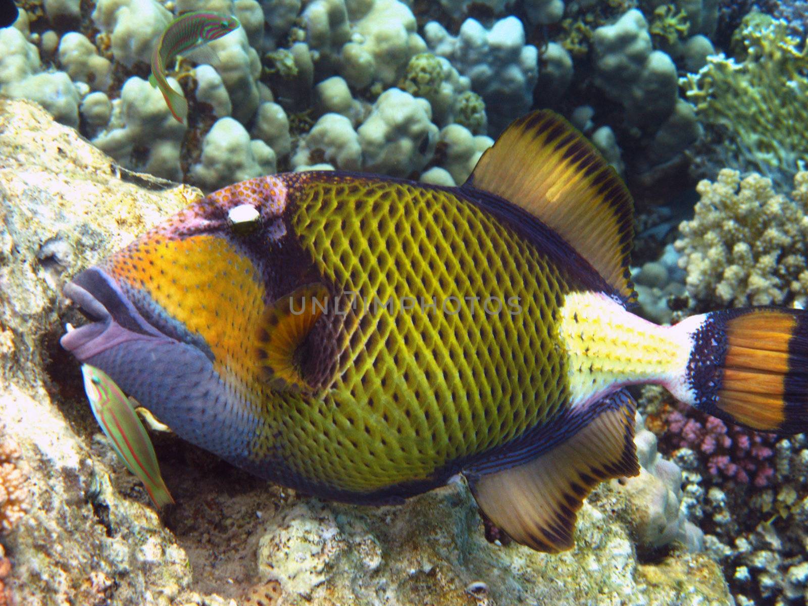 Titan triggerfish and coral reef in Red sea
