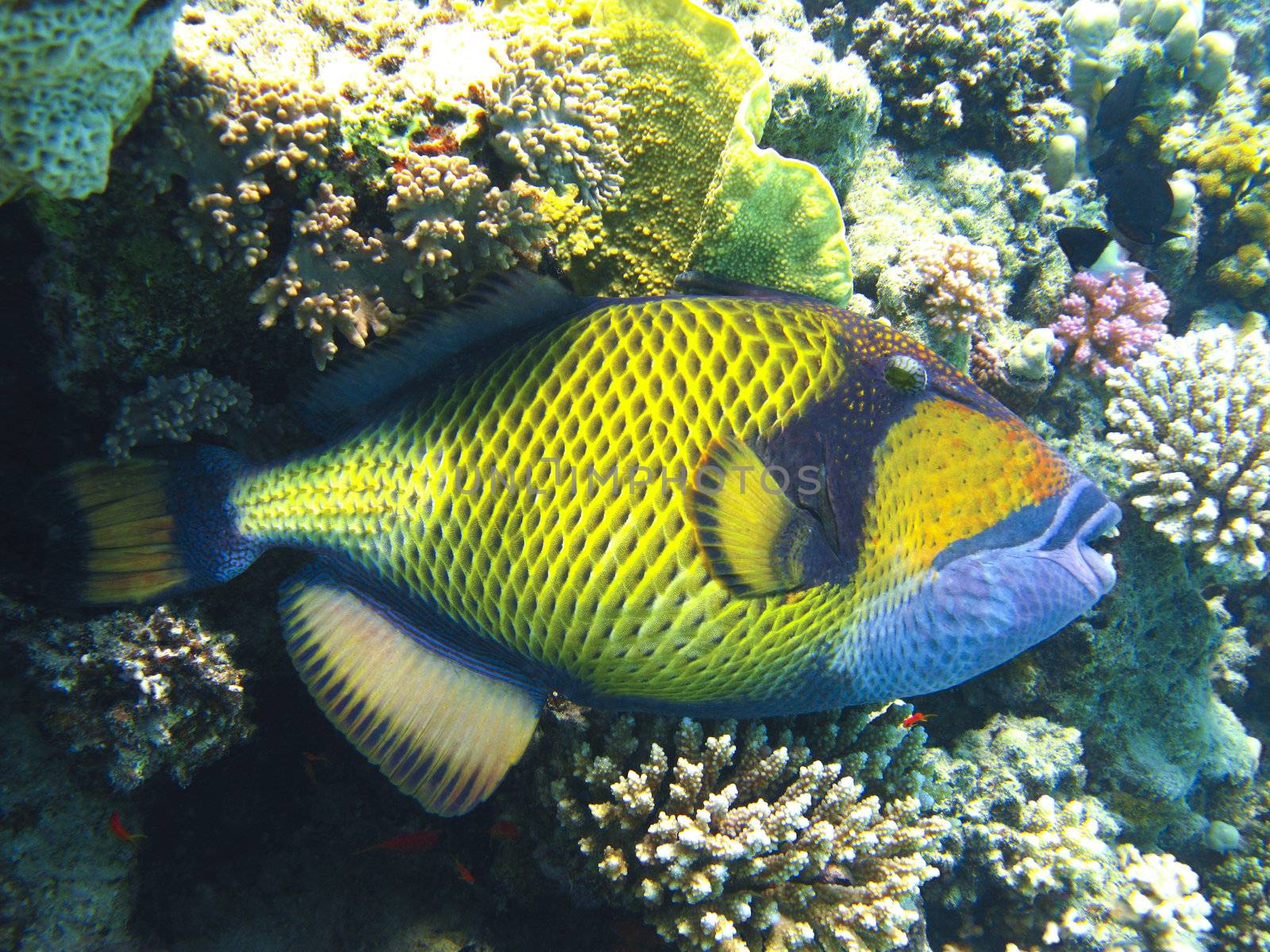 Titan triggerfish and coral reef by vintrom