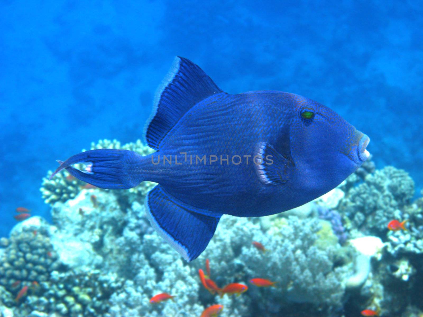 Dark blue triggerfish by vintrom