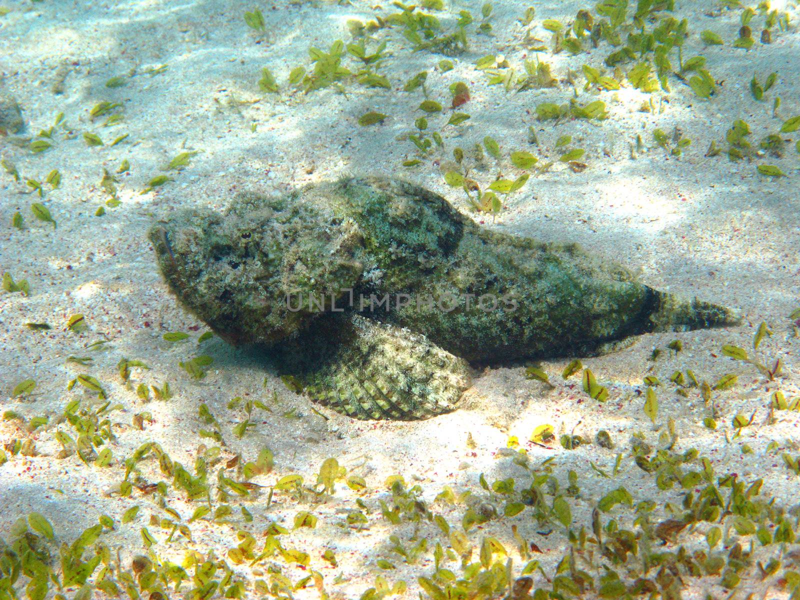 Reef stonefish in Red sea, Egypt, Marsa Alam