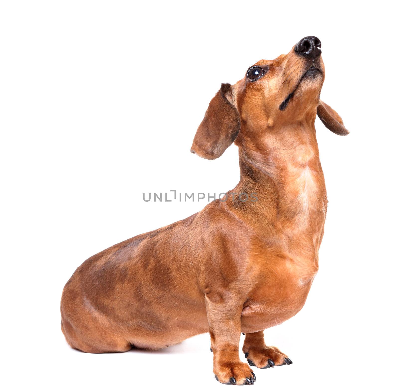 dachshund dog look up