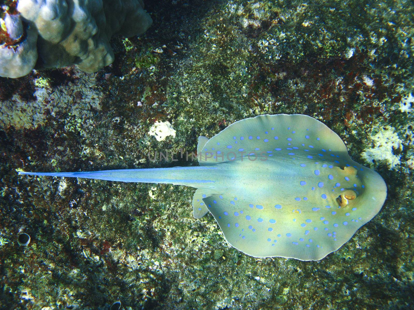 Blue-spotted stingray and coral reef by vintrom