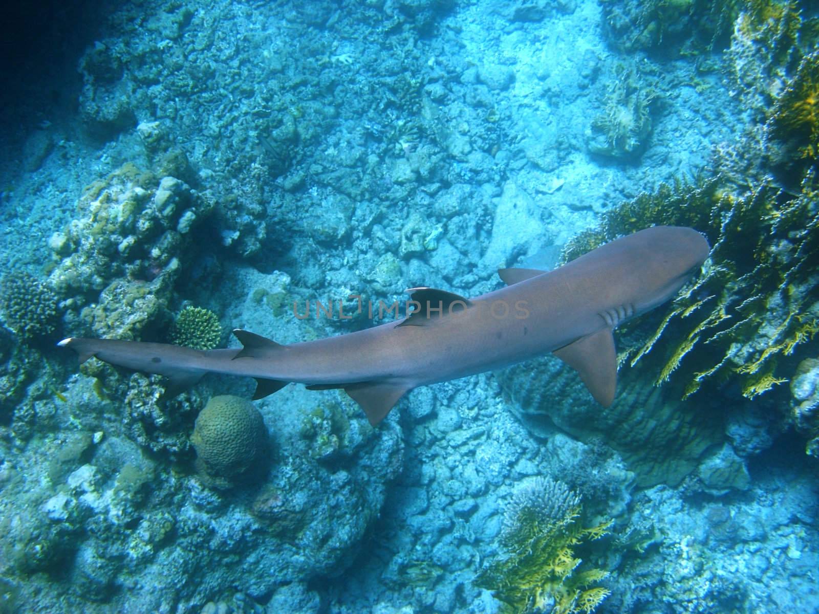 Whitetip reef shark and coral reef in Red sea